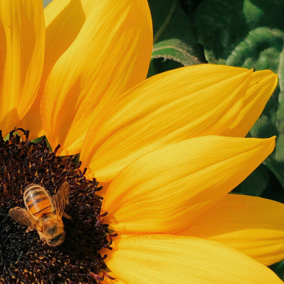 Bee-on-Sunflower