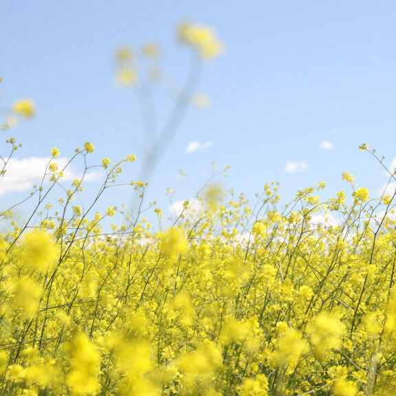 yellow-flower-field-under-clear-sky